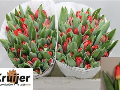 Тюльпан 'Antarctic Fire'