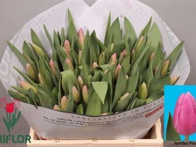 Тюльпан 'Jumbo Pink'