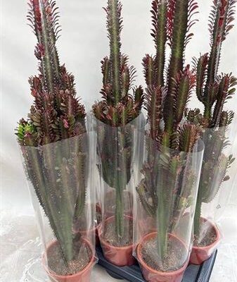 Кактус 'Trig Rubra'