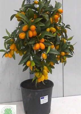 Цитрус 'Ov calamondin'