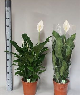 Спатифіліум 'Sweet Silvana'