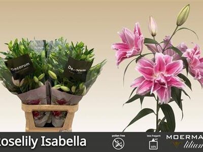 Лілія 'Diantha'