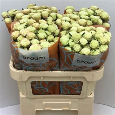 Кущова троянда 'Limousine'