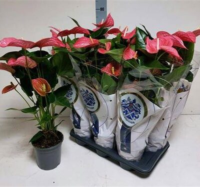 Антуріум 'Maine'