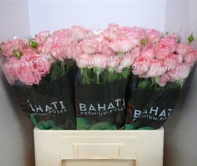 Кущова троянда 'FEMKE'