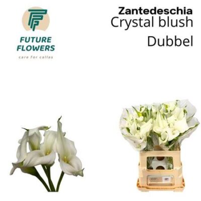 Кала 'Crystal Blush'