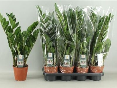 Заміокулькас 'Zamiifol'