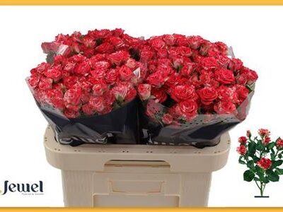 Кущова троянда 'Fireworks'