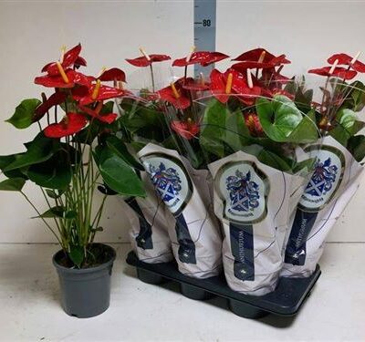 Антуріум 'Jambo Red'