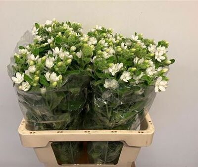 Оксіпеталум 'Whi Harm'