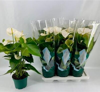 Антуріум 'Samora'