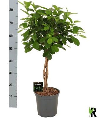 Фікус 'Moclame'