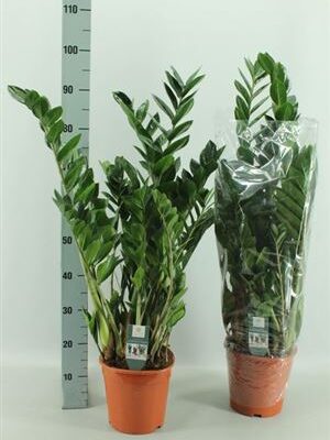 Заміокулькас 'Zamiifol'