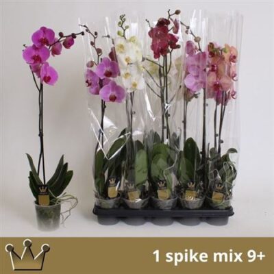 Орхідея 1-стеблова 'Gem 7 Kl'