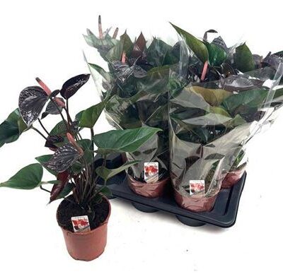 Антуріум 'Beauty Blac'