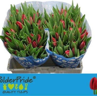 Тюльпан 'First Star'