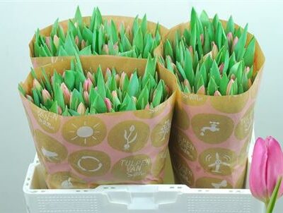 Тюльпан 'Jumbo Pink'