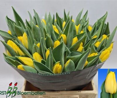 Тюльпан 'Lions Glory'