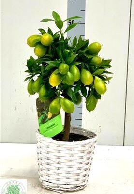 Цитрус 'Margarita'