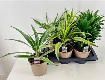 Драцена 'Gem'