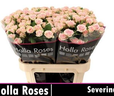 Кущова троянда 'SEVERINA'