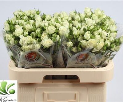 Кущова троянда 'Lyrica'