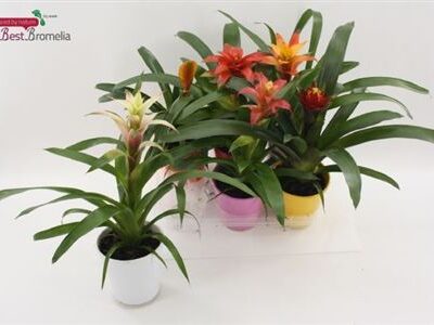 Бромелія 'Gem'