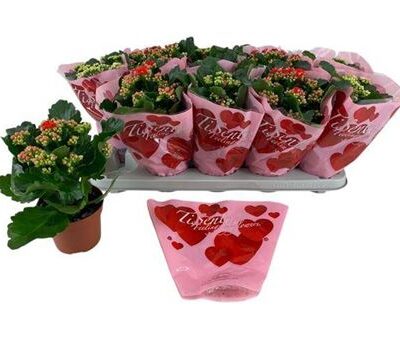 Каланхоє 'GEM'