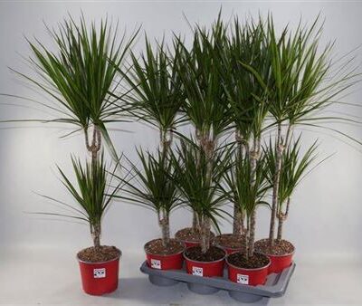 Драцена 'Marginata'