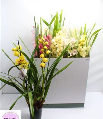 Цимбідіум 'Gem'