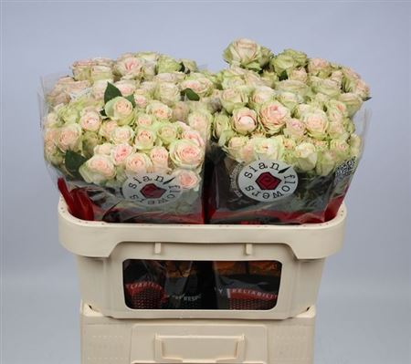 Кущова троянда 'Irischka'