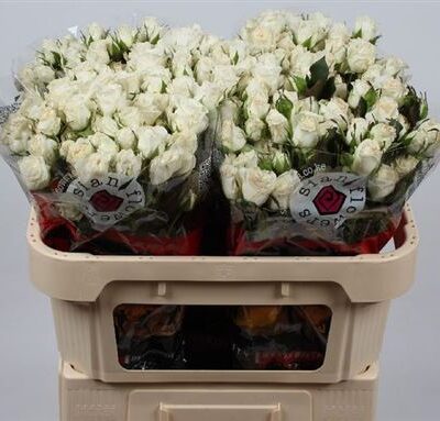 Кущова троянда 'WEDDING PARTY'