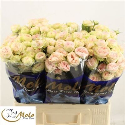 Кущова троянда 'Sweet Giselle!'