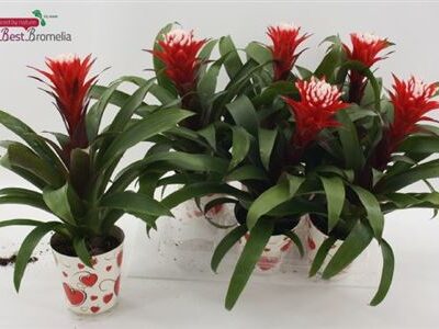 Гузманія 'Hope'