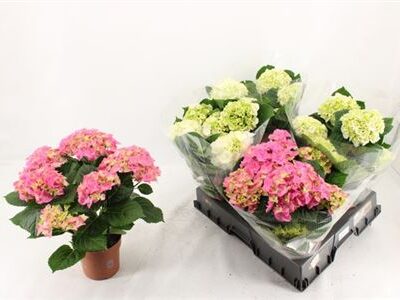 Гортензія 'Gem'