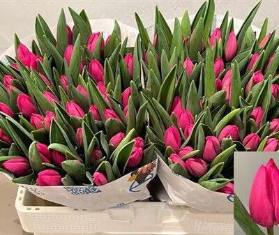 Тюльпан 'Pink Ardour'