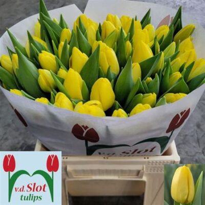 Тюльпан 'Novi Sun'