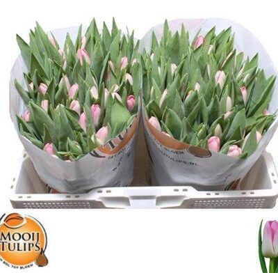 Тюльпан 'Dynasty'