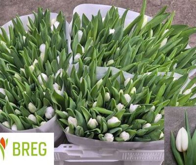 Тюльпан 'Royal Virgin'