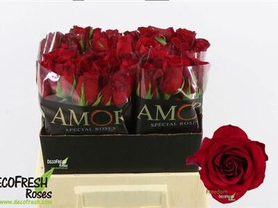 Одноголова троянда 'Freedom'