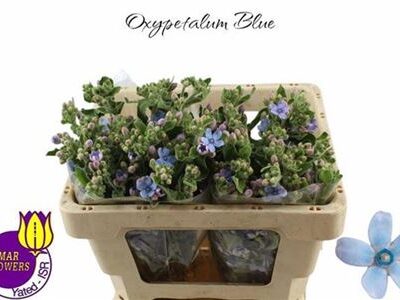 Оксіпеталум 'Tan Pur Blu'