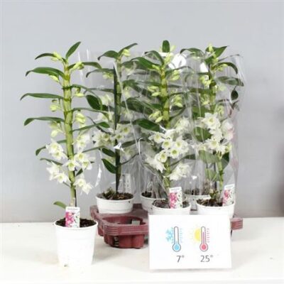 Дендробіум 'Apollon'