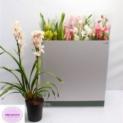 Цимбідіум 'Gem'