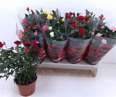 Троянди в горщику 'Gem 6 Srt'