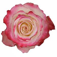 Еквадорська троянда 'Sweetness'