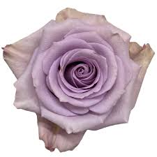 Еквадорська троянда 'Star Platinum'