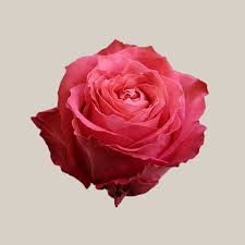 Еквадорська троянда 'Hard Rock'