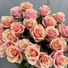 Еквадорська троянда 'Pink Amaretto'