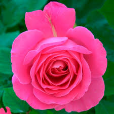 Еквадорська троянда 'Jacaranda'