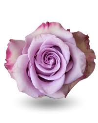 Еквадорська троянда 'Govinda'